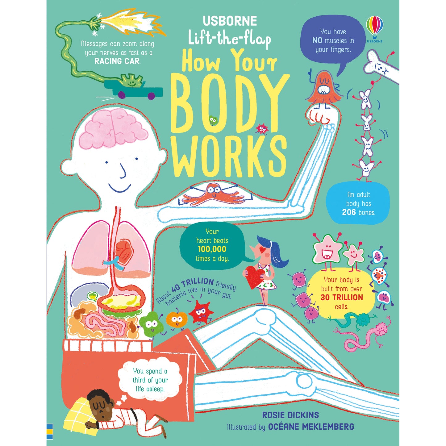 Lift-the-flap: How Your Body Works