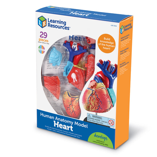 Heart Anatomy Display Model