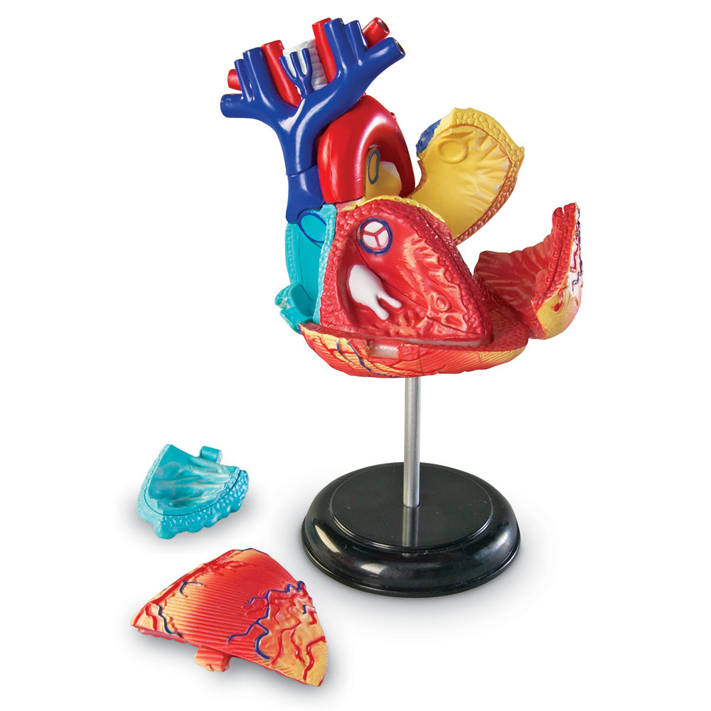 Heart Anatomy Display Model