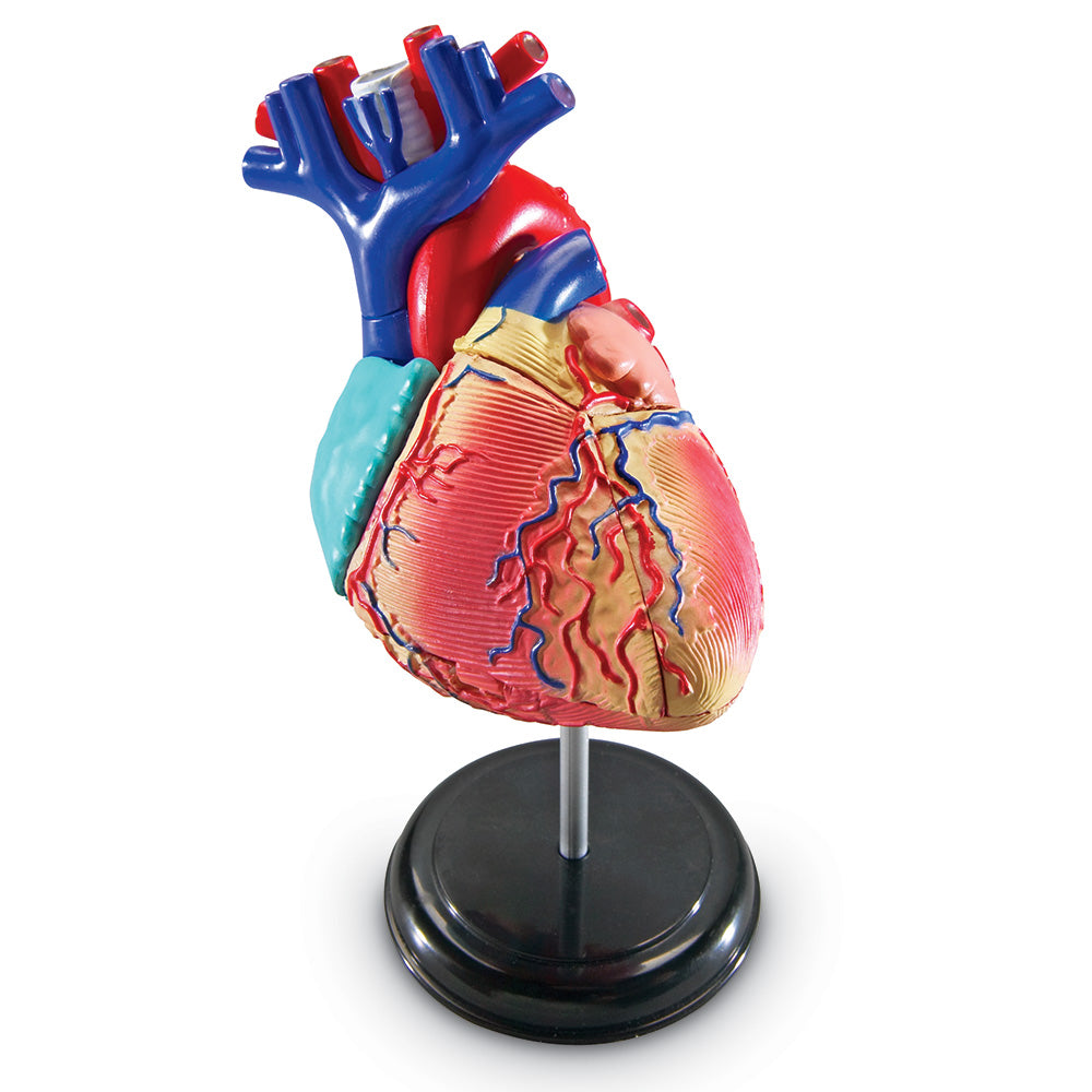 Heart Anatomy Display Model