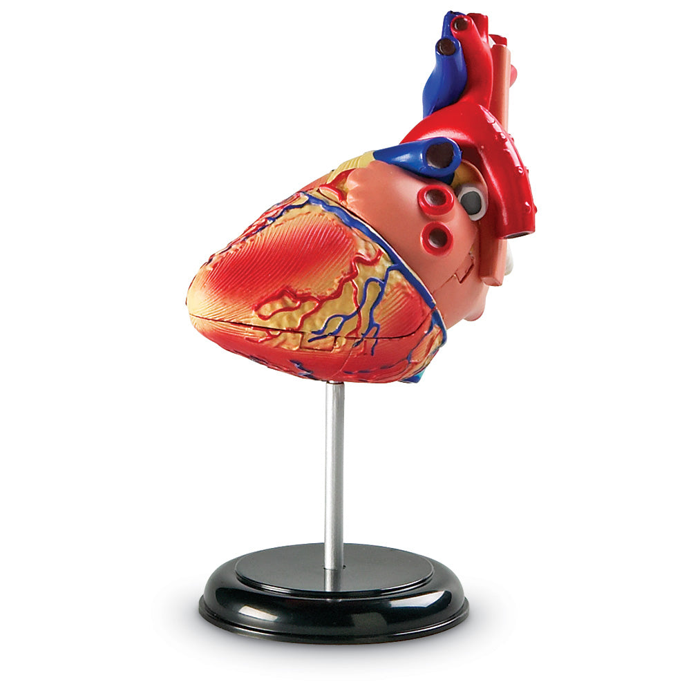 Heart Anatomy Display Model