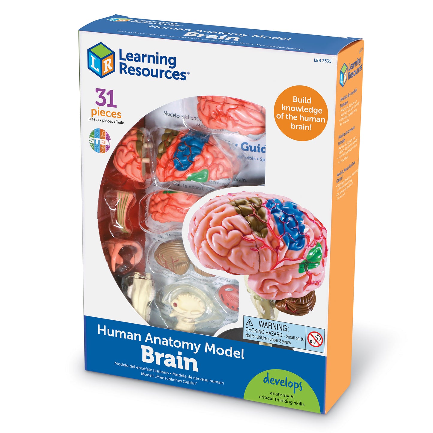 Brain Anatomy Display Model