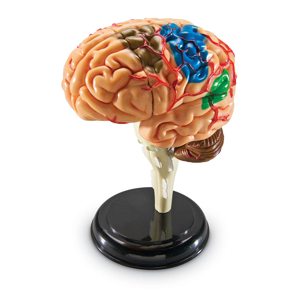 Brain Anatomy Display Model