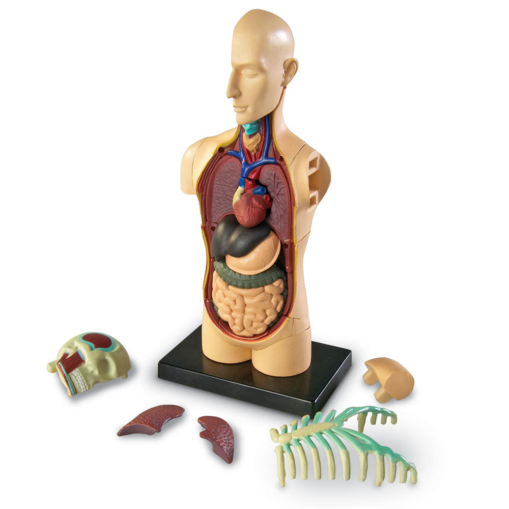 Human Body Anatomy Model