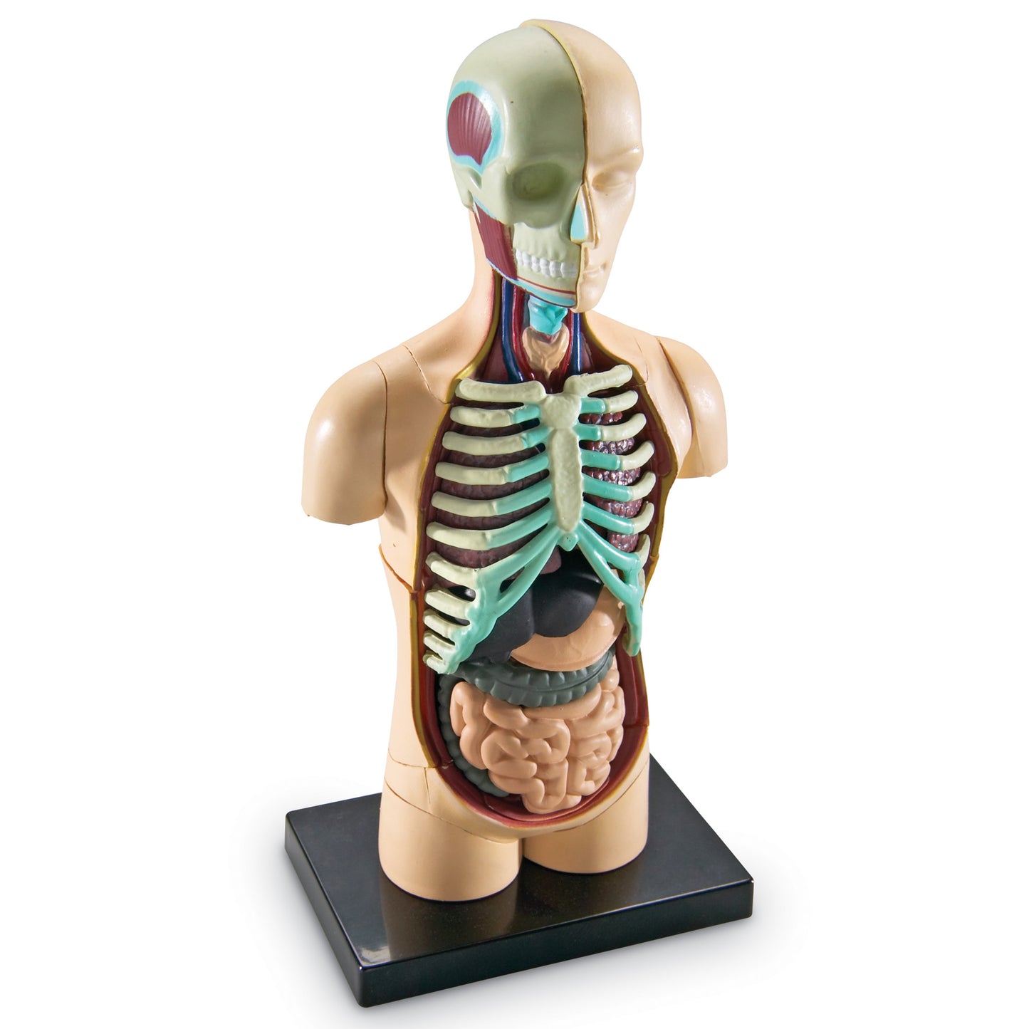 Human Body Anatomy Model