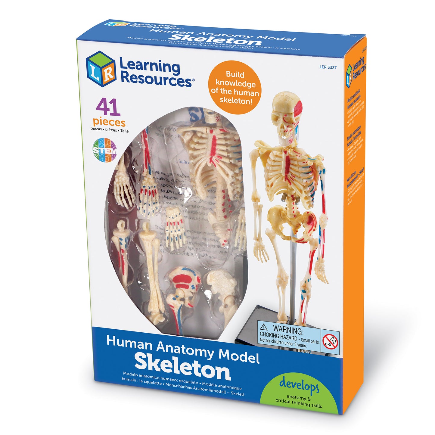 Skeleton Display Model