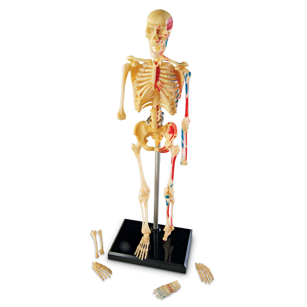 Skeleton Display Model