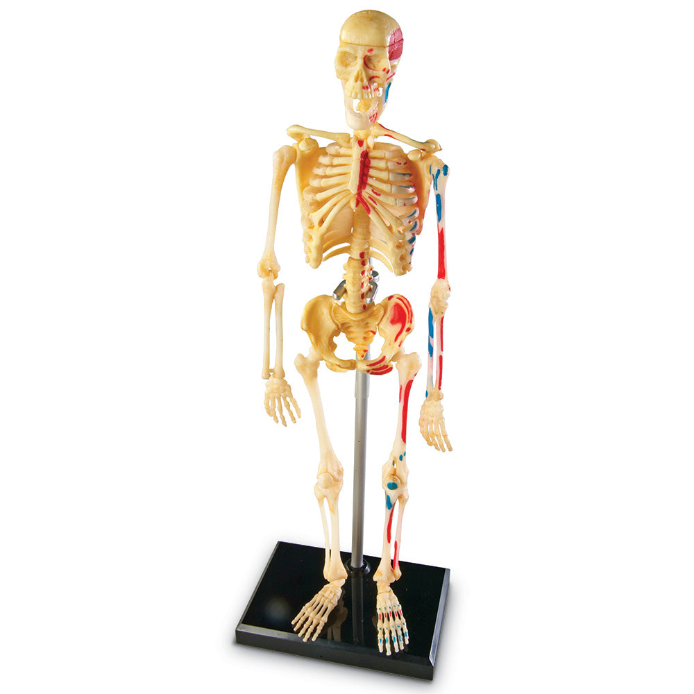 Skeleton Display Model